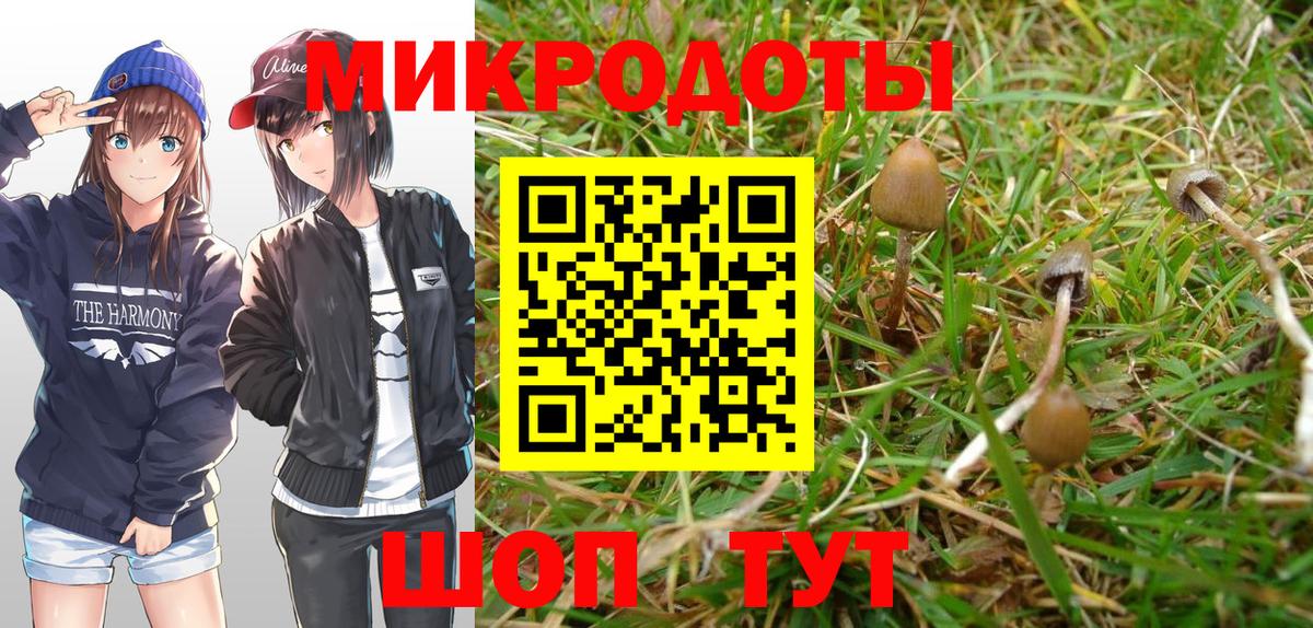 Псилоцибиновые грибы Psilocybine cubensis  Черногорск 